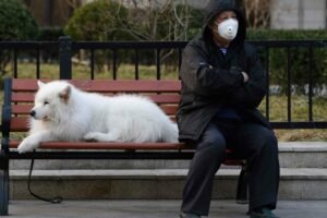 Experts confirm that pets cannot be infected with Covid-19, so why did a dog in Hong Kong test positive for the virus? 3