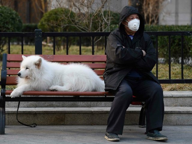 Experts confirm that pets cannot be infected with Covid-19, so why did a dog in Hong Kong test positive for the virus? 3